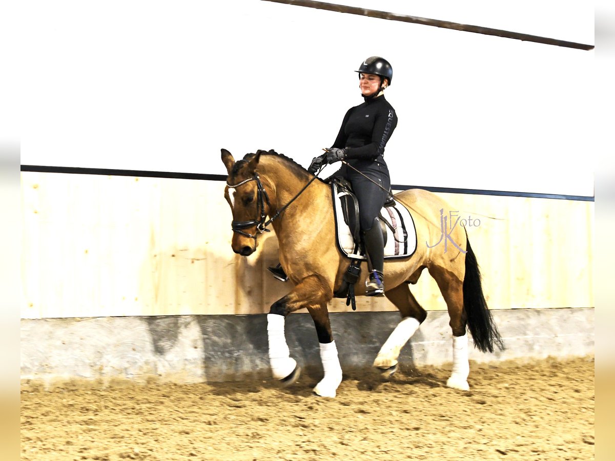 Pony tedesco Castrone 8 Anni 148 cm Falbo in Kempen