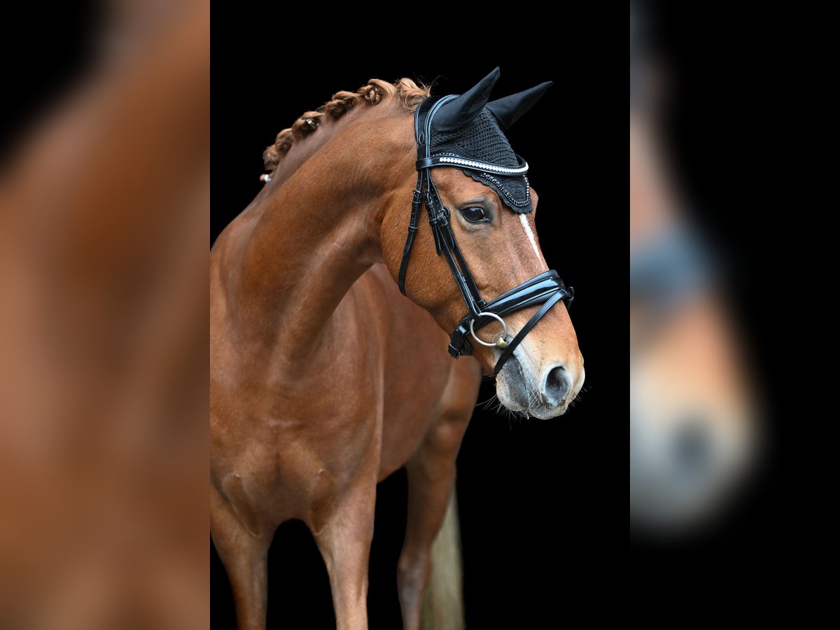 Pony tedesco Castrone 8 Anni 148 cm Sauro in T&#xF6;nisvorst