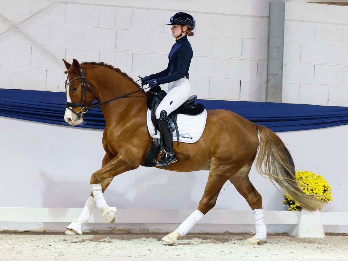 Pony tedesco Castrone 8 Anni 154 cm Sauro in Marsberg