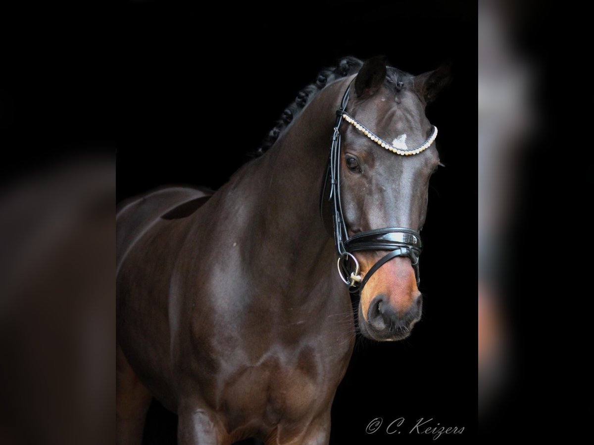 Pony tedesco Castrone 8 Anni 156 cm Baio scuro in EssenEssen