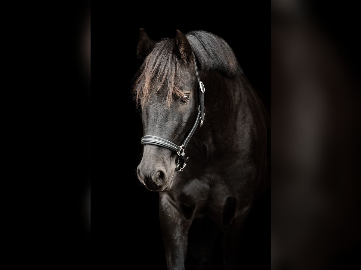Pony tedesco Mix Castrone 9 Anni 135 cm Morello in Bodenwerder