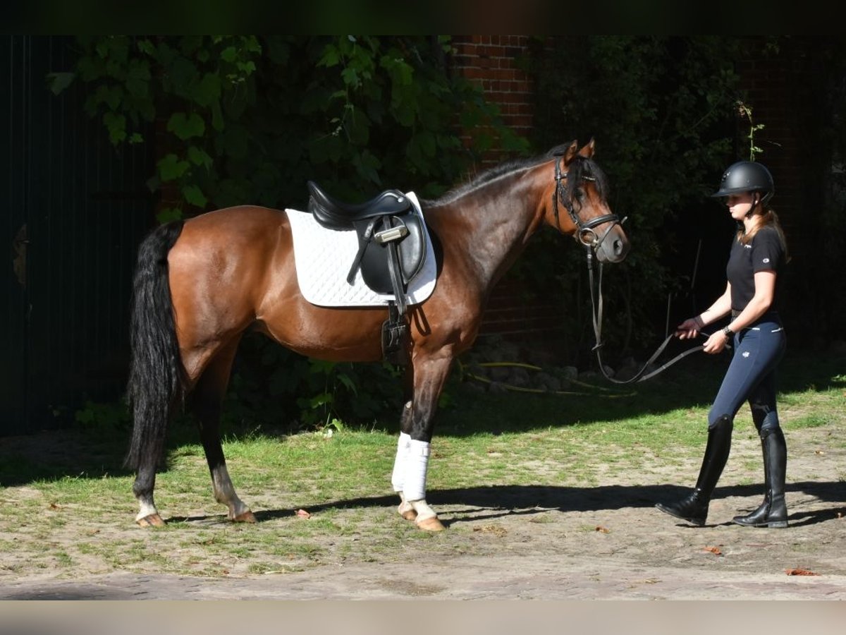 Pony tedesco Castrone 9 Anni 145 cm Baio in Porta Westfalica