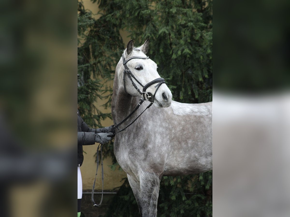 Pony tedesco Castrone 9 Anni 150 cm Grigio pezzato in Neustadt (Dosse)