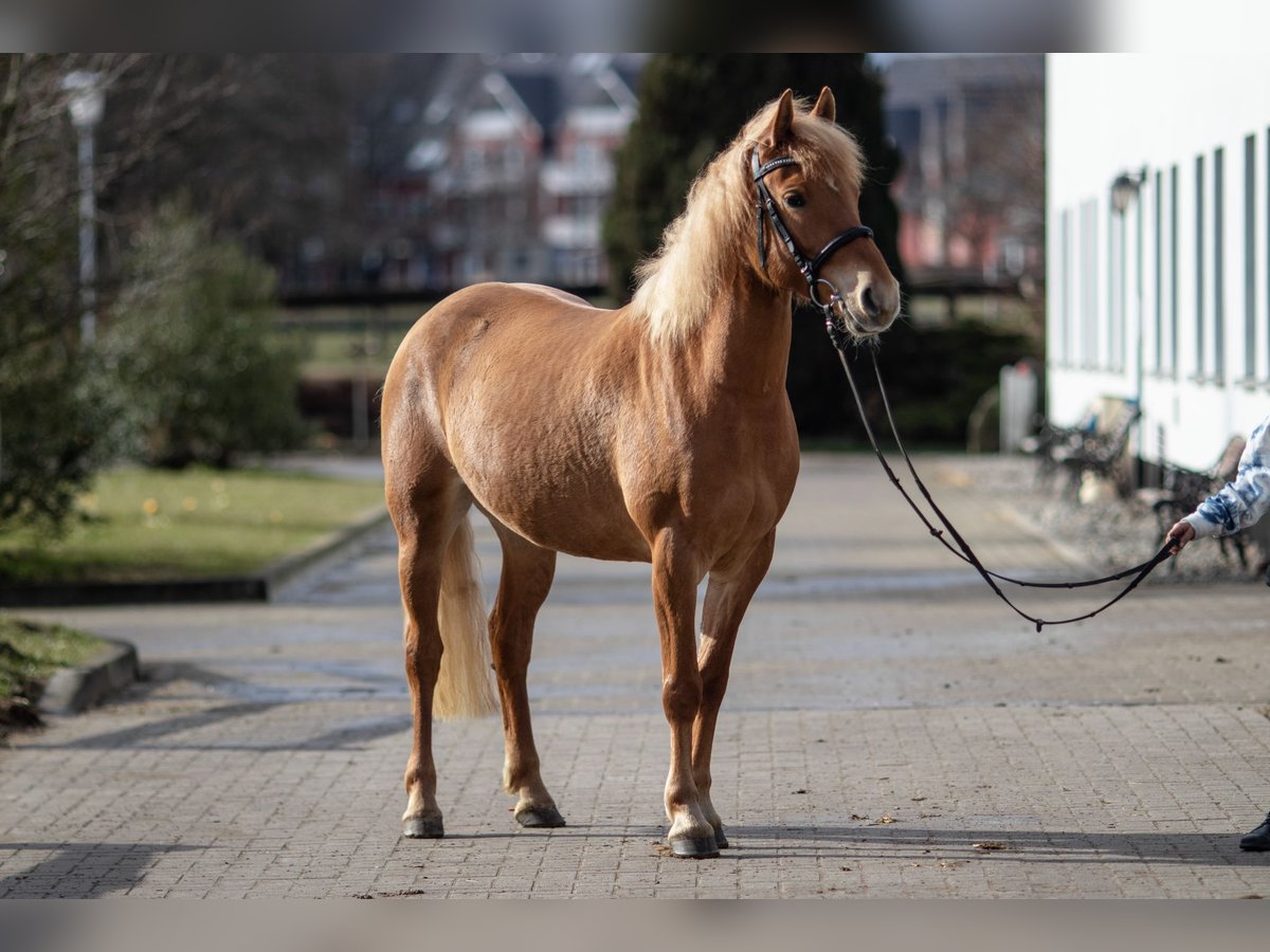 Pony tedesco Mix Giumenta 10 Anni 147 cm Sauro in Rostock