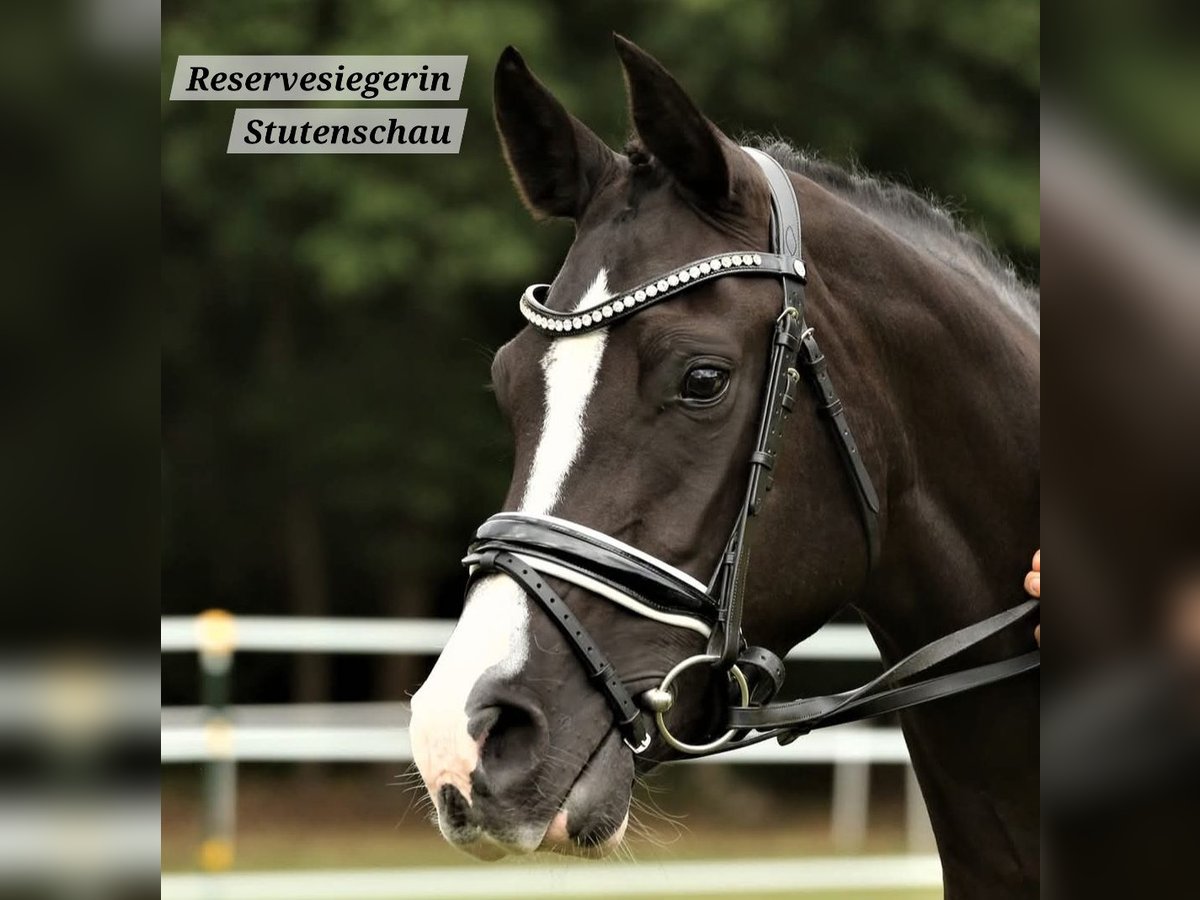 Pony tedesco Giumenta 10 Anni 152 cm Morello in Schwarme