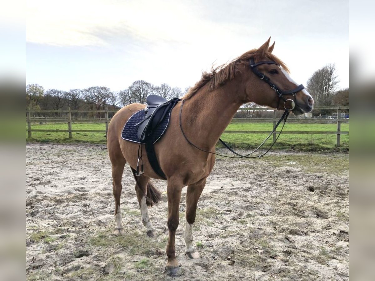 Pony tedesco Giumenta 10 Anni 155 cm Sauro in Lastrup