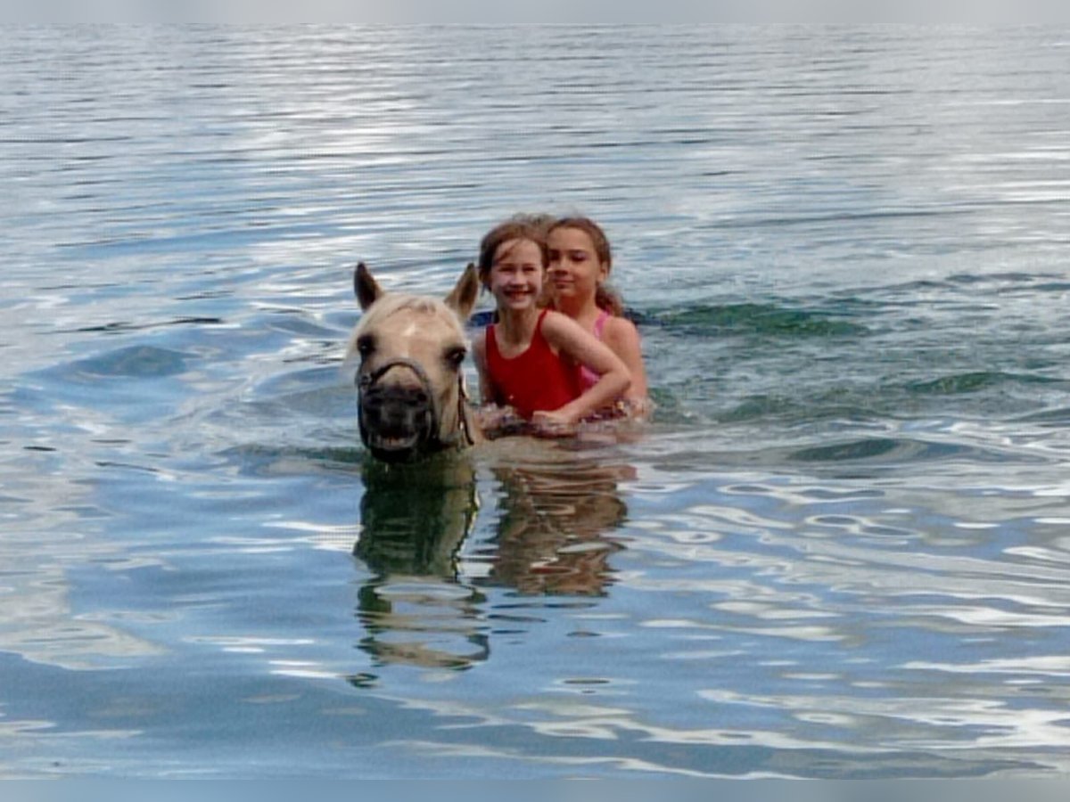 Pony tedesco Giumenta 11 Anni 140 cm Palomino in Hessisch Lichtenau