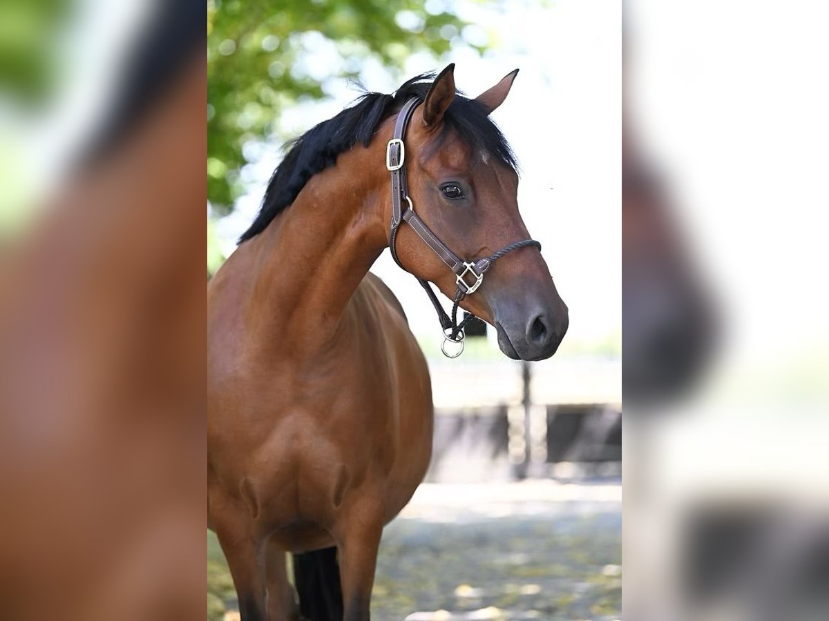 Pony tedesco Giumenta 11 Anni 146 cm Baio in Vettwei&#xDF;