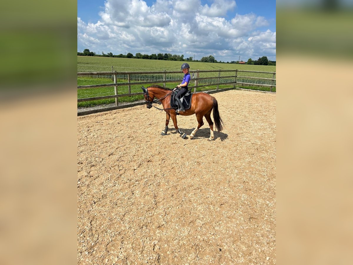 Pony tedesco Giumenta 12 Anni 137 cm Sauro in Mering