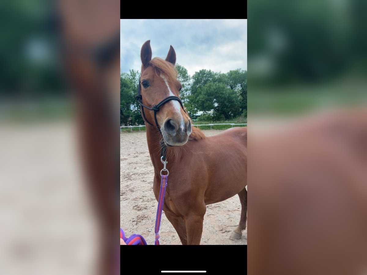 Pony tedesco Mix Giumenta 12 Anni 143 cm Sauro in Bogen