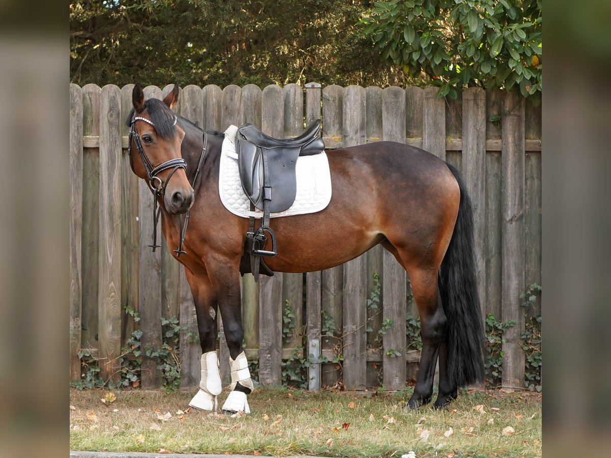 Pony tedesco Mix Giumenta 12 Anni 145 cm Baio in Hamminkeln