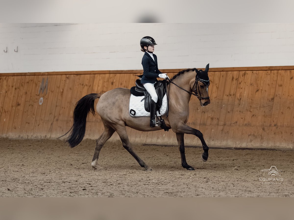 Pony tedesco Giumenta 12 Anni 146 cm Falbo in Vechta