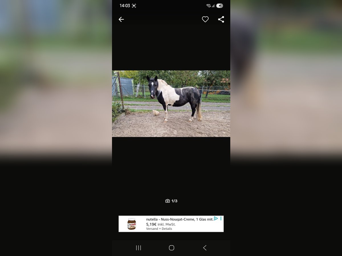 Pony tedesco Mix Giumenta 13 Anni 130 cm Pezzato in Willmars