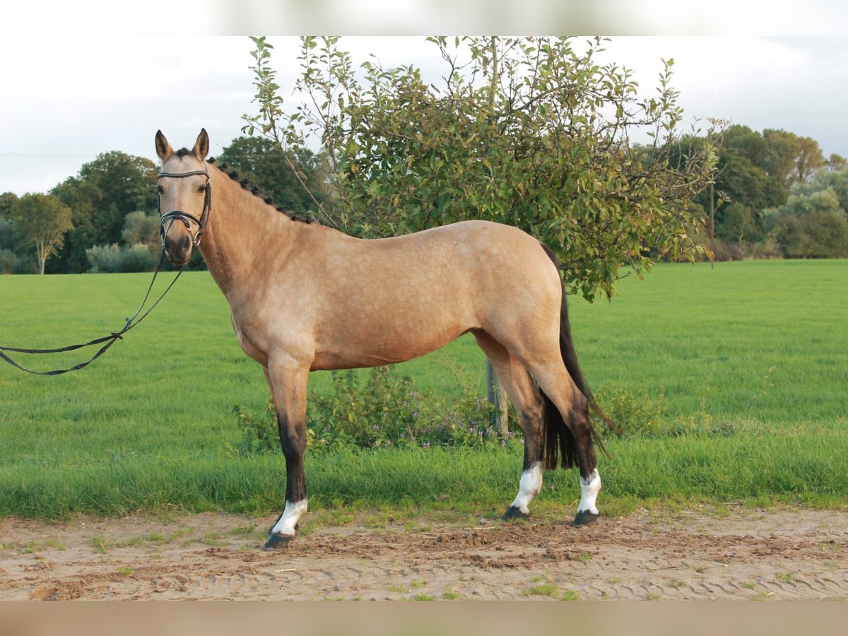 Pony tedesco Giumenta 13 Anni 146 cm Pelle di daino in Isselburg