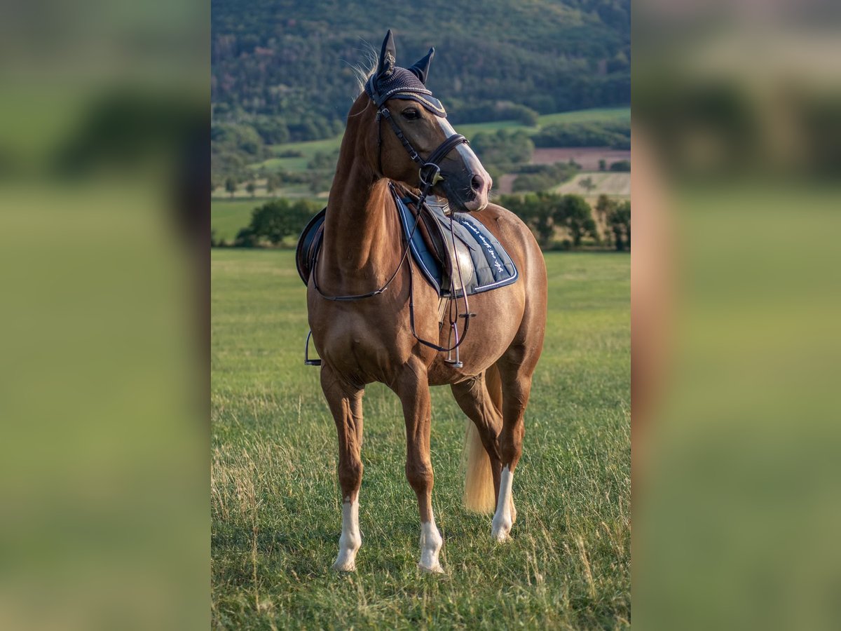 Pony tedesco Mix Giumenta 13 Anni 147 cm Sauro in Bad Langensalza