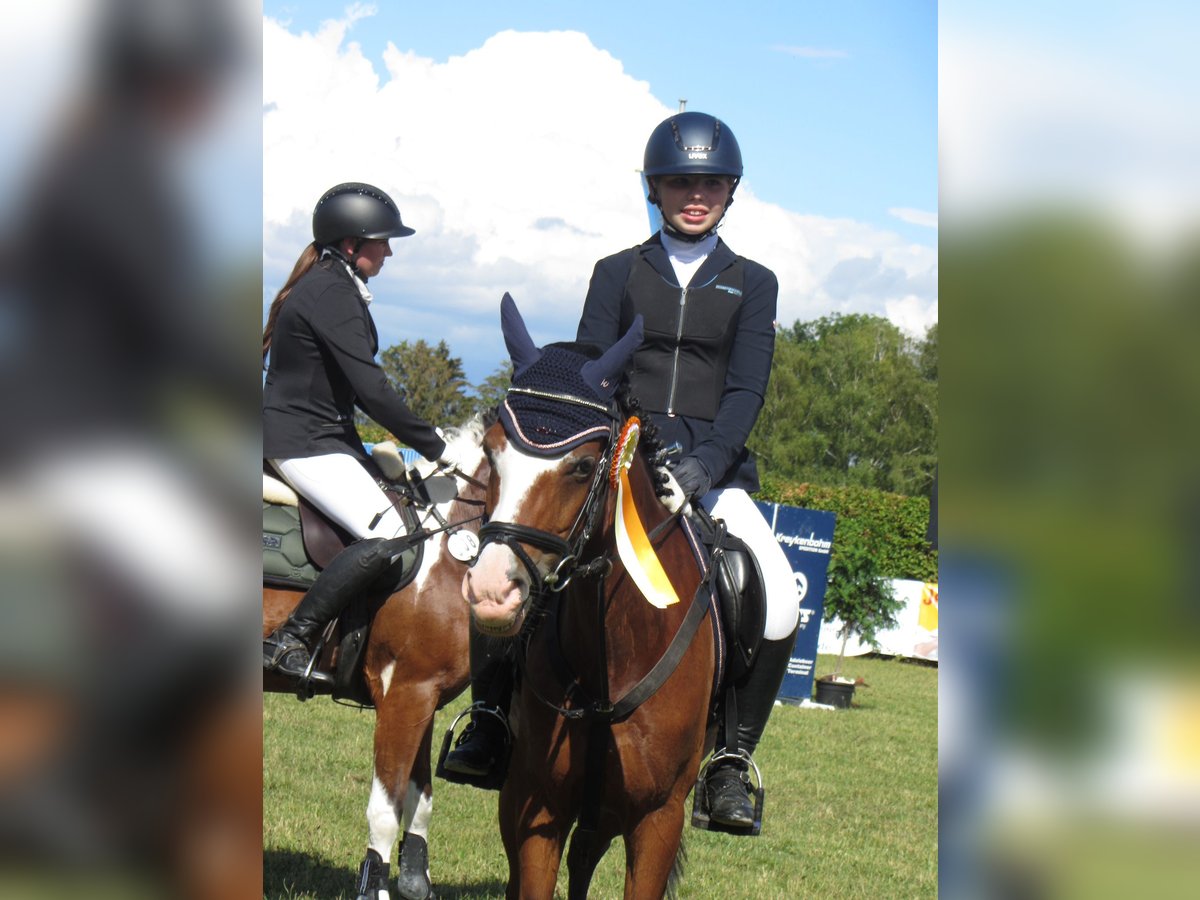 Pony tedesco Giumenta 14 Anni 142 cm Baio in Dassel