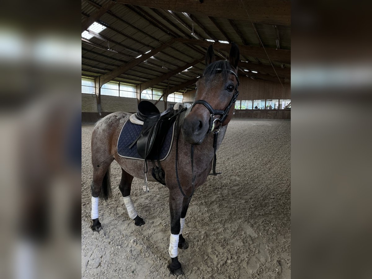 Pony tedesco Giumenta 14 Anni 143 cm Grigio in Kaarst