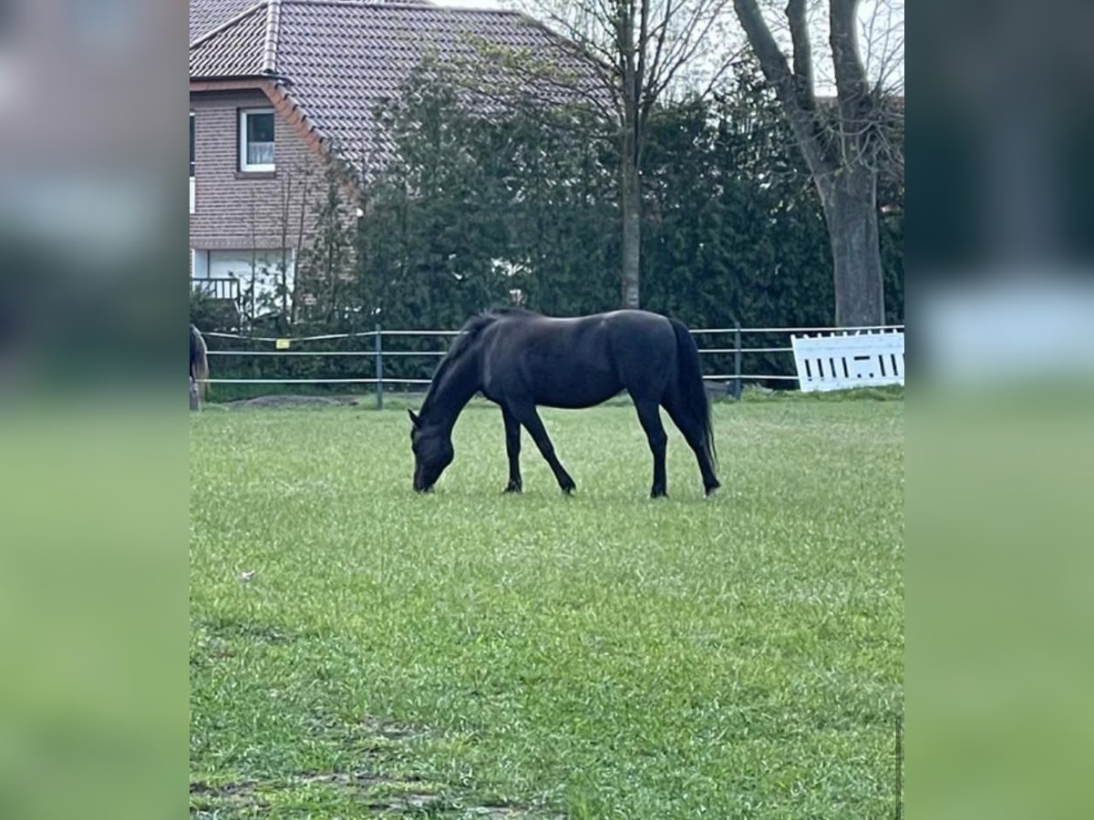 Pony tedesco Giumenta 14 Anni 145 cm Morello in Kluse