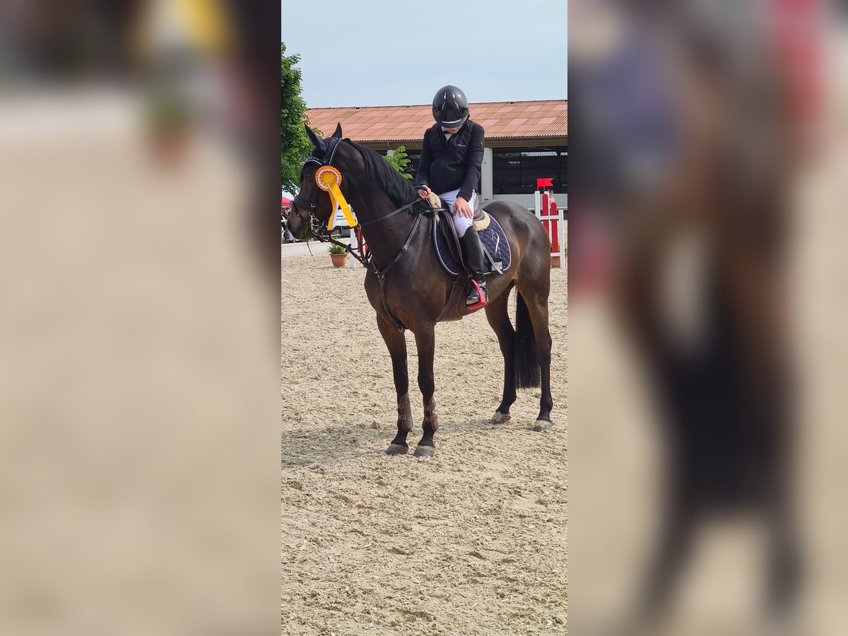 Pony tedesco Giumenta 14 Anni 147 cm Baio scuro in Zirndorf