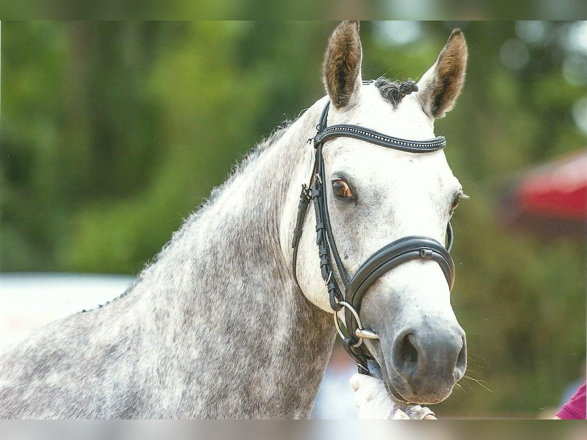 Pony tedesco Giumenta 14 Anni 147 cm Grigio in Wallrode