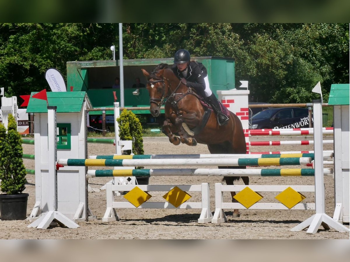 Pony tedesco Giumenta 14 Anni 148 cm Sauro scuro in Drensteinfurt