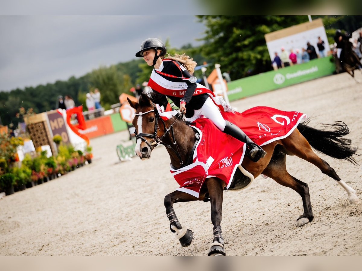 Pony tedesco Giumenta 15 Anni 138 cm Baio ciliegia in Warszawa