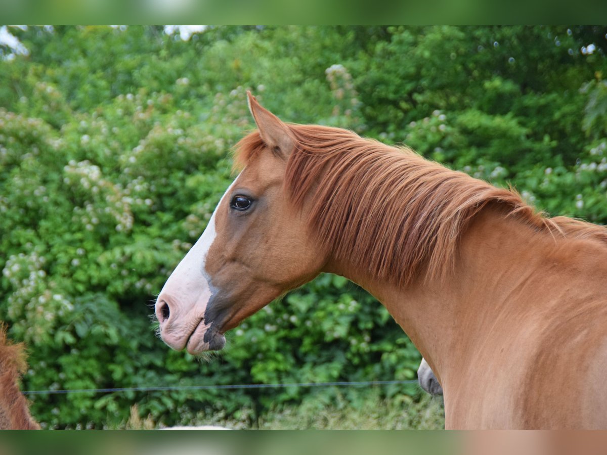 Pony tedesco Giumenta 15 Anni 147 cm Red dun in Skals