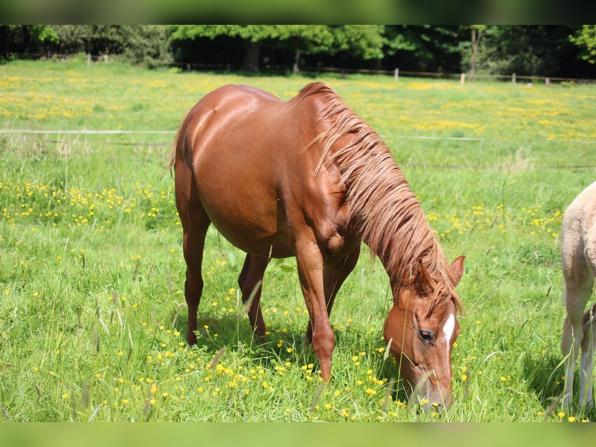 Pony tedesco Giumenta 16 Anni 146 cm Sauro in Ritterhude