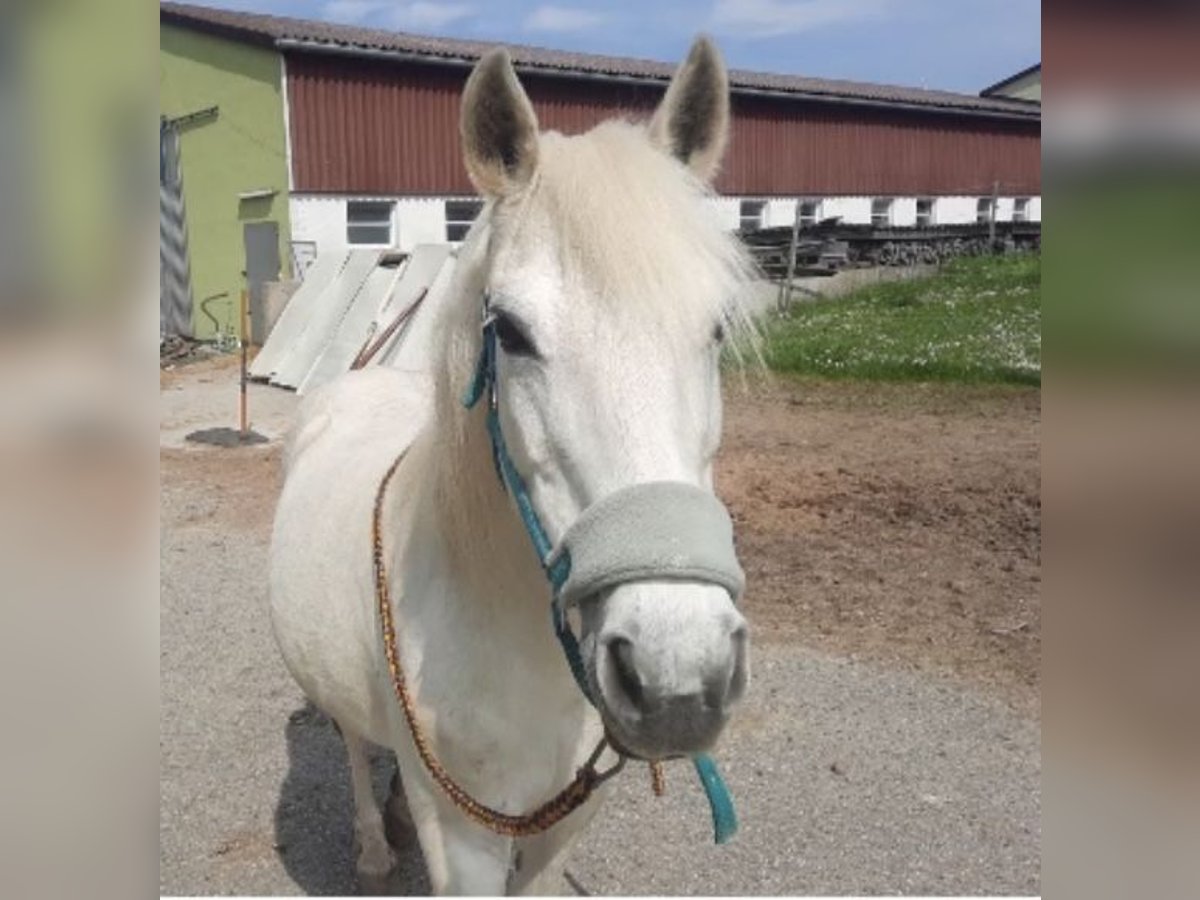 Pony tedesco Mix Giumenta 17 Anni 133 cm Bianco in Böheimkirchen