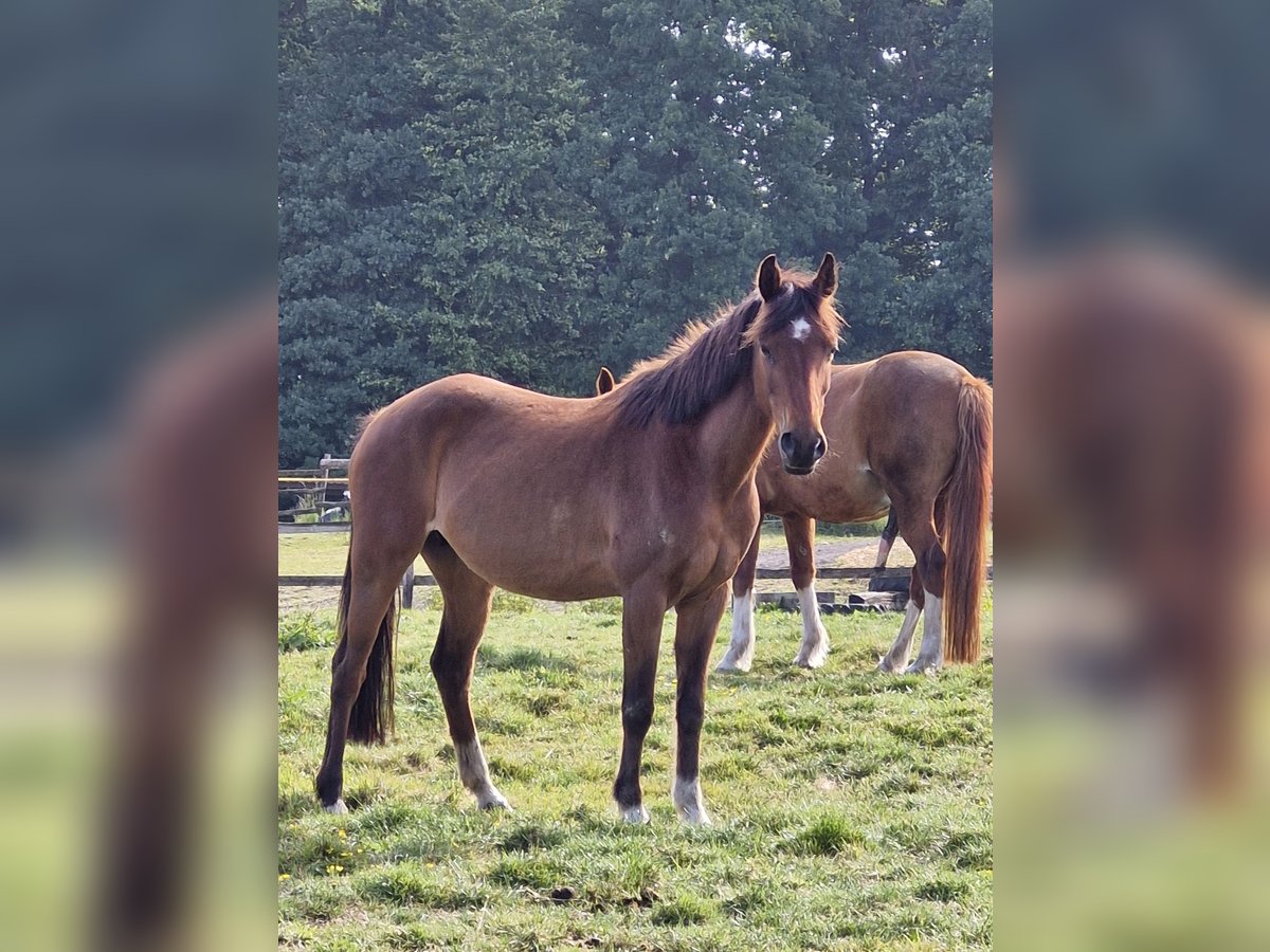 Pony tedesco Giumenta 17 Anni 138 cm Baio in Ritterhude