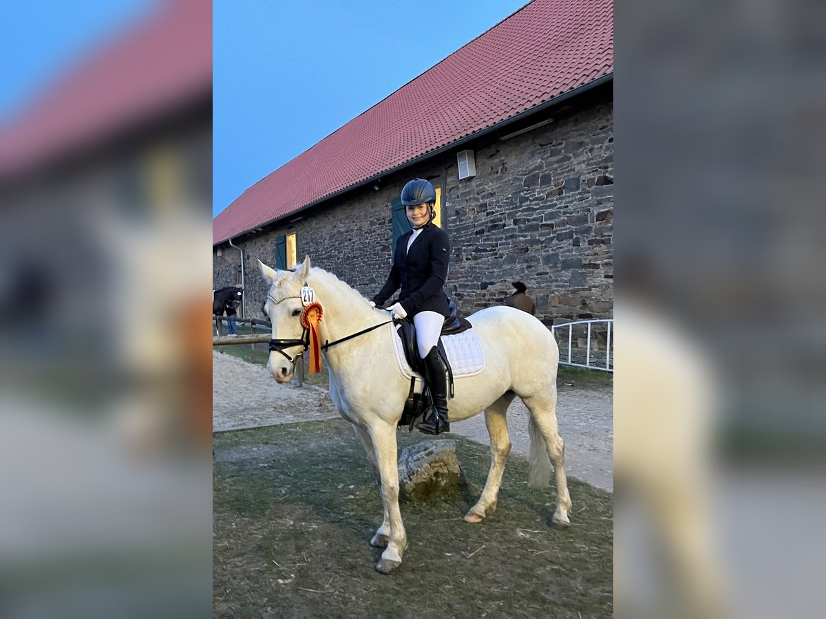 Pony tedesco Giumenta 17 Anni 146 cm Grigio pezzato in Winsen (Aller)