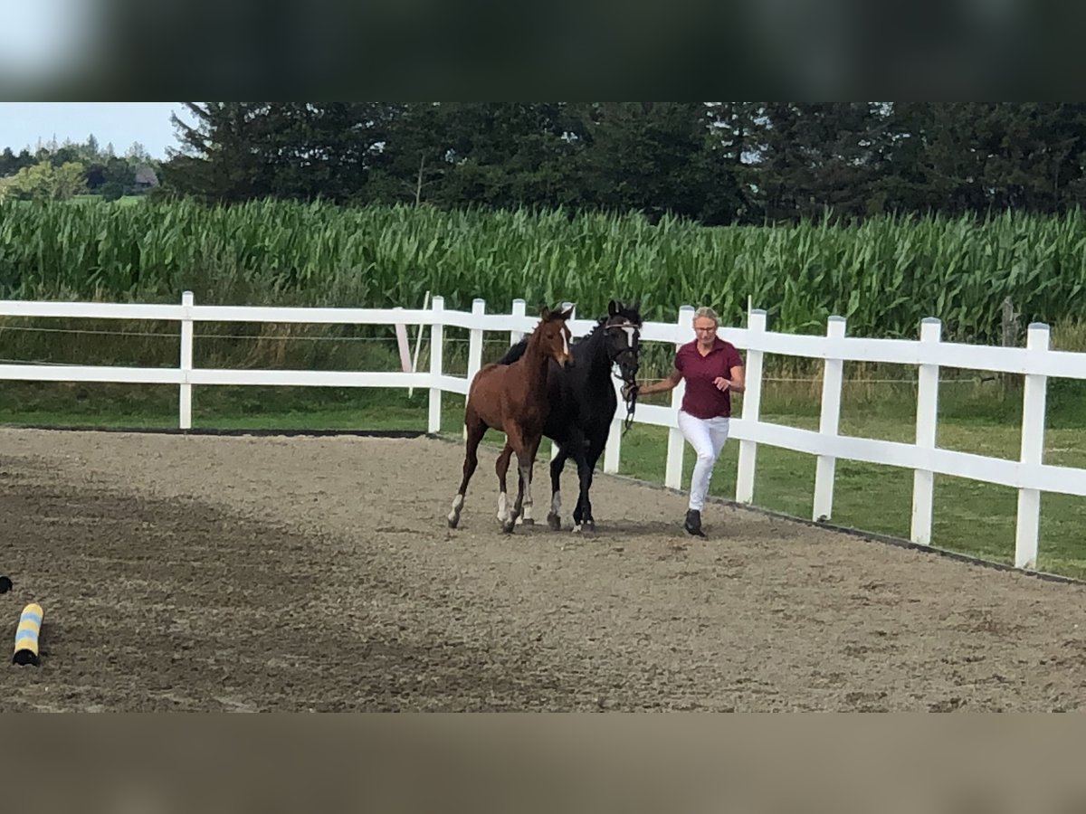 Pony tedesco Giumenta 18 Anni 139 cm Baio scuro in Risum-Lindholm