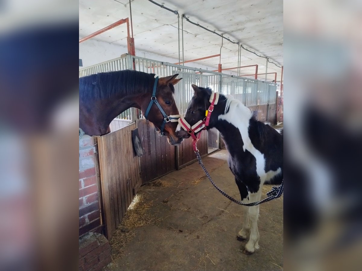 Pony tedesco Mix Giumenta 1 Anno 143 cm Pezzato in Burg