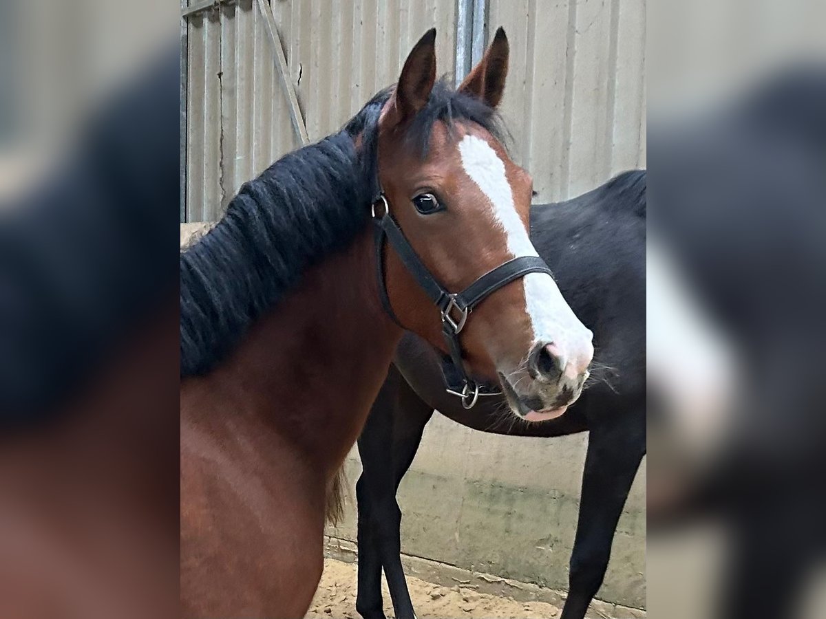 Pony tedesco Giumenta 1 Anno Baio in Datteln