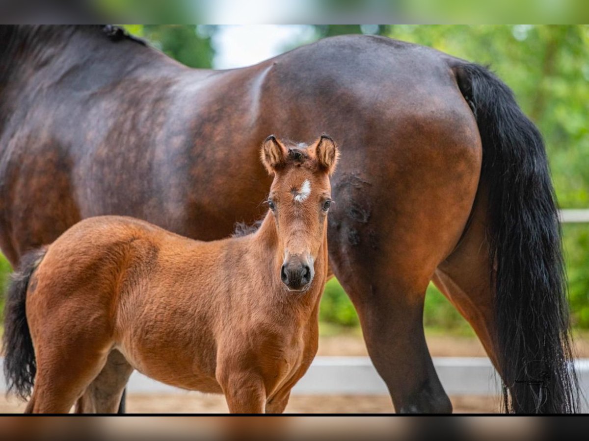 Pony tedesco Giumenta 1 Anno Baio scuro in Varel