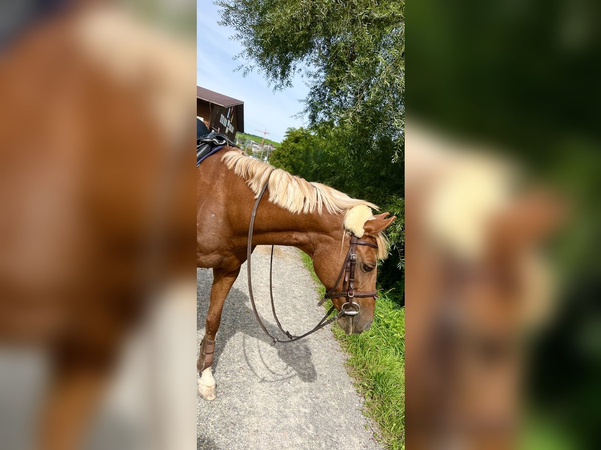 Pony tedesco Giumenta 21 Anni 149 cm in Gossau ZH