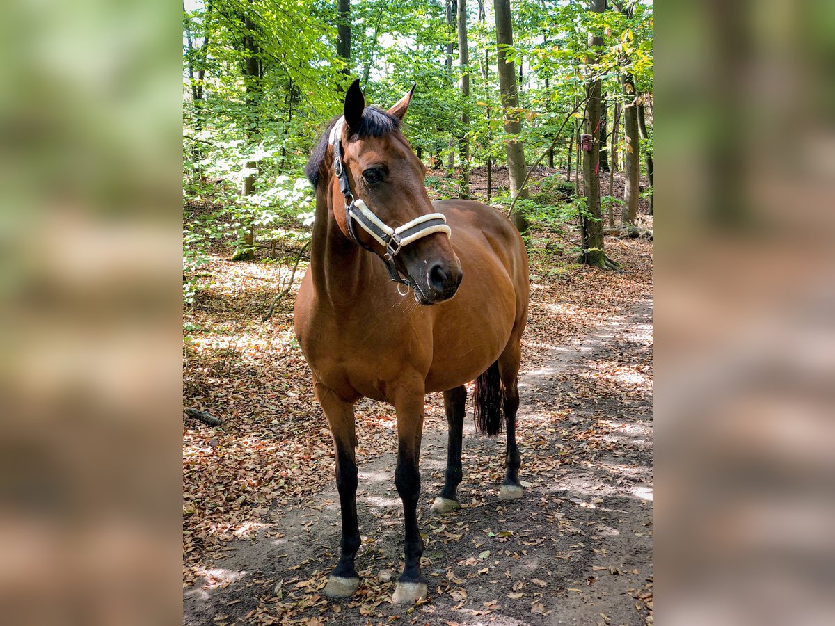 Pony tedesco Giumenta 21 Anni 150 cm Baio in Budenheim