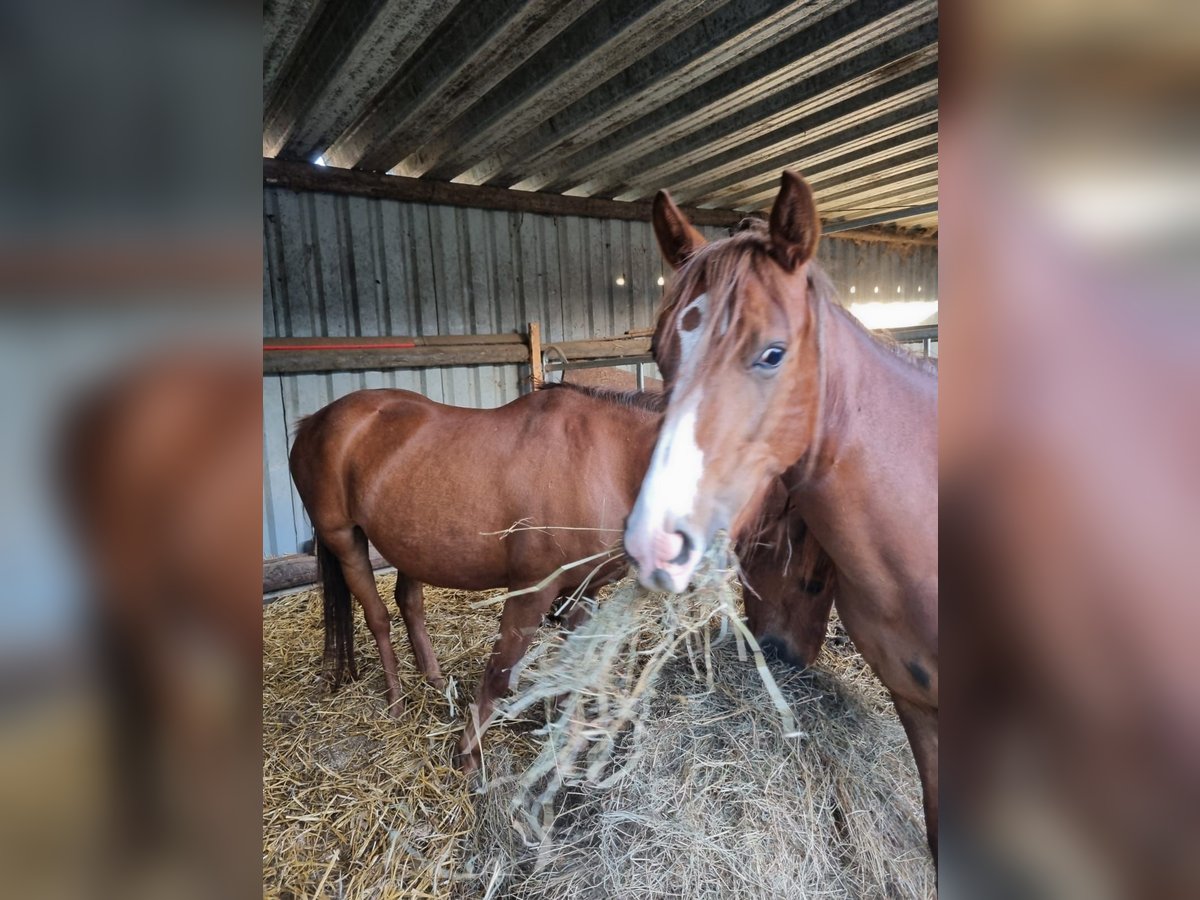Pony tedesco Giumenta 2 Anni 143 cm Sauro in H&#xFC;ckelhoven