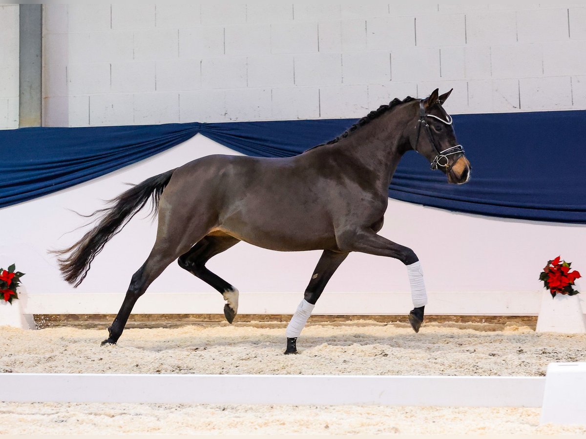 Pony tedesco Giumenta 2 Anni 146 cm Baio in Marsberg