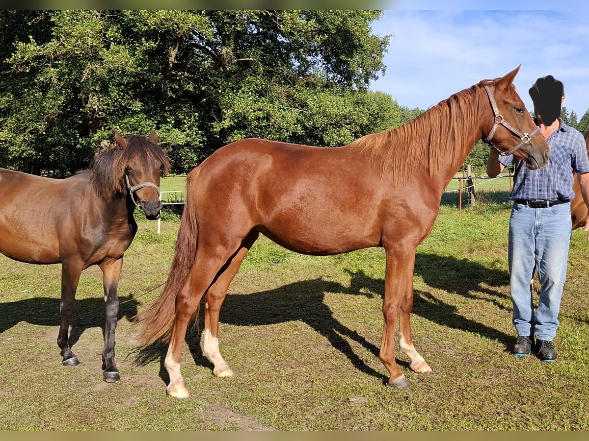 Pony tedesco Giumenta 2 Anni 150 cm Sauro in Zeulenroda
