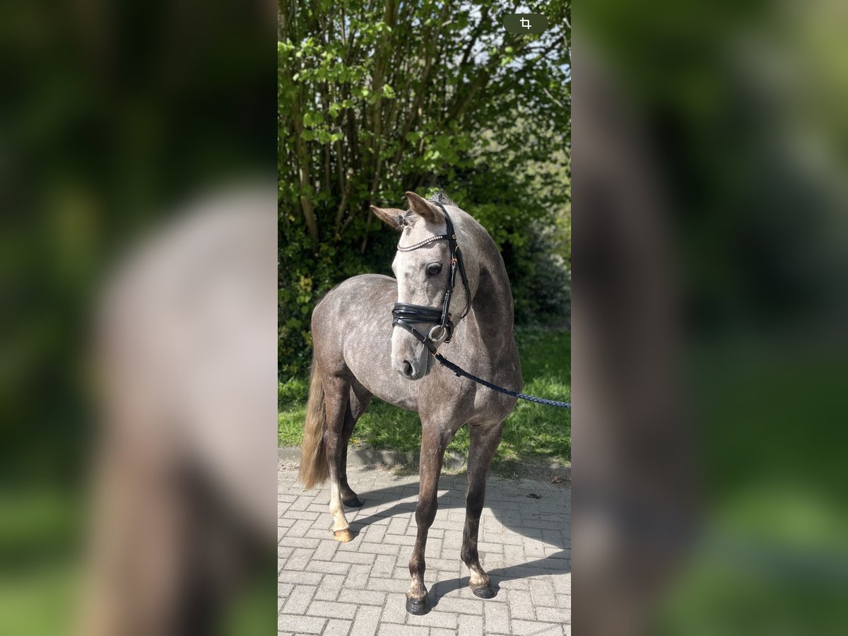 Pony tedesco Giumenta 3 Anni 140 cm Grigio pezzato in Rastede