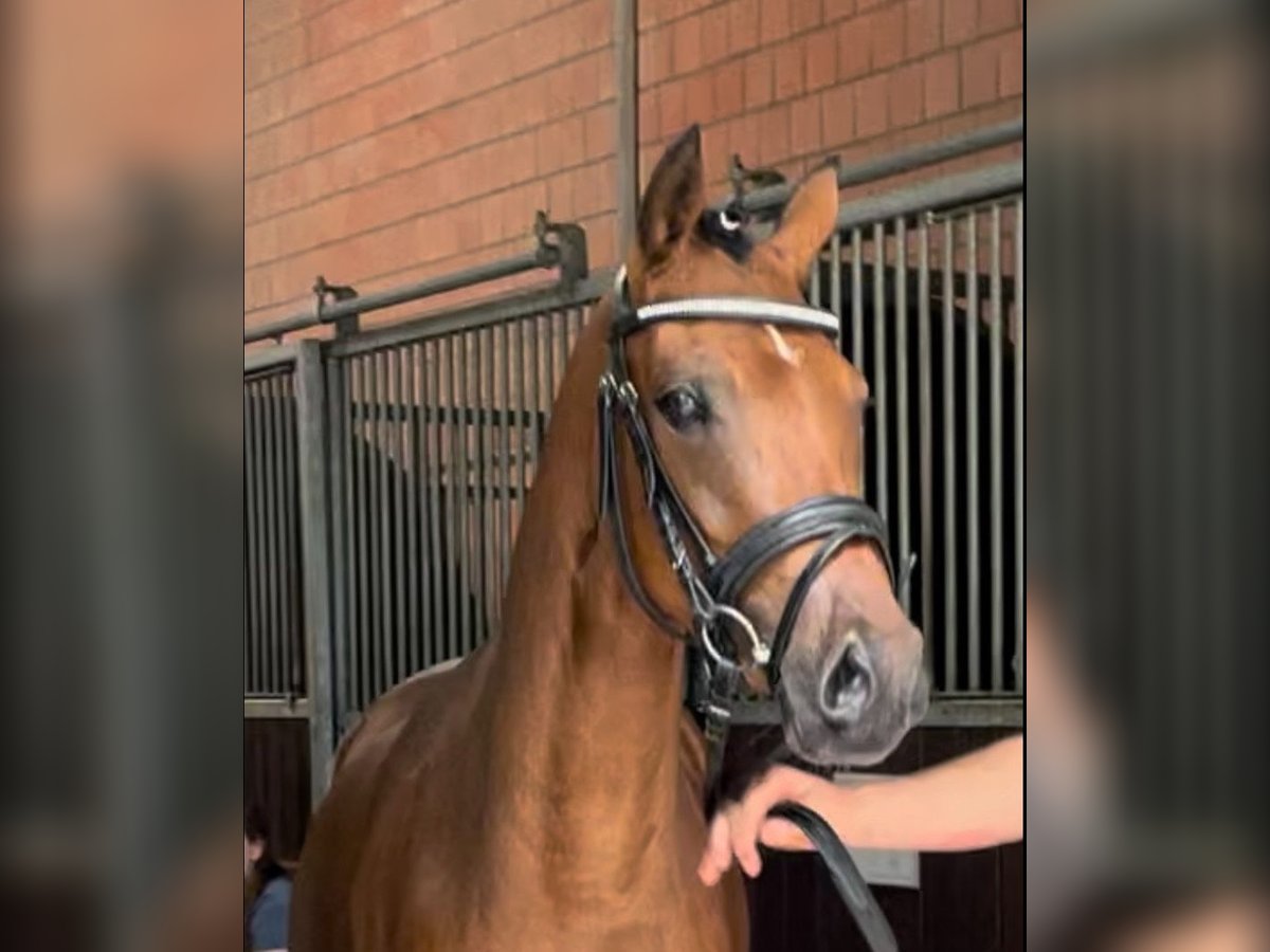 Pony tedesco Giumenta 3 Anni 143 cm Baio in Goch