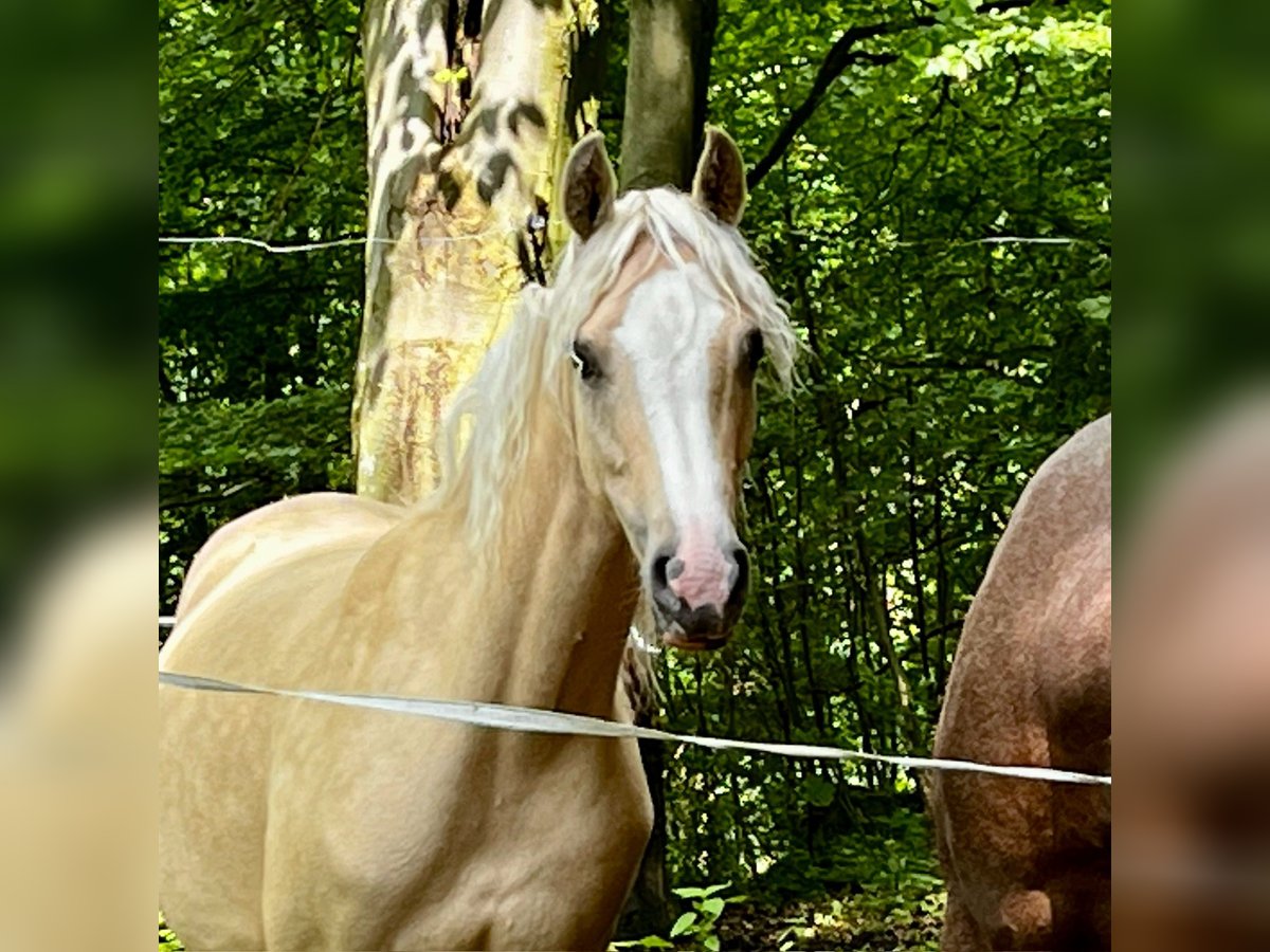 Pony tedesco Giumenta 3 Anni 144 cm Palomino in Aichtal