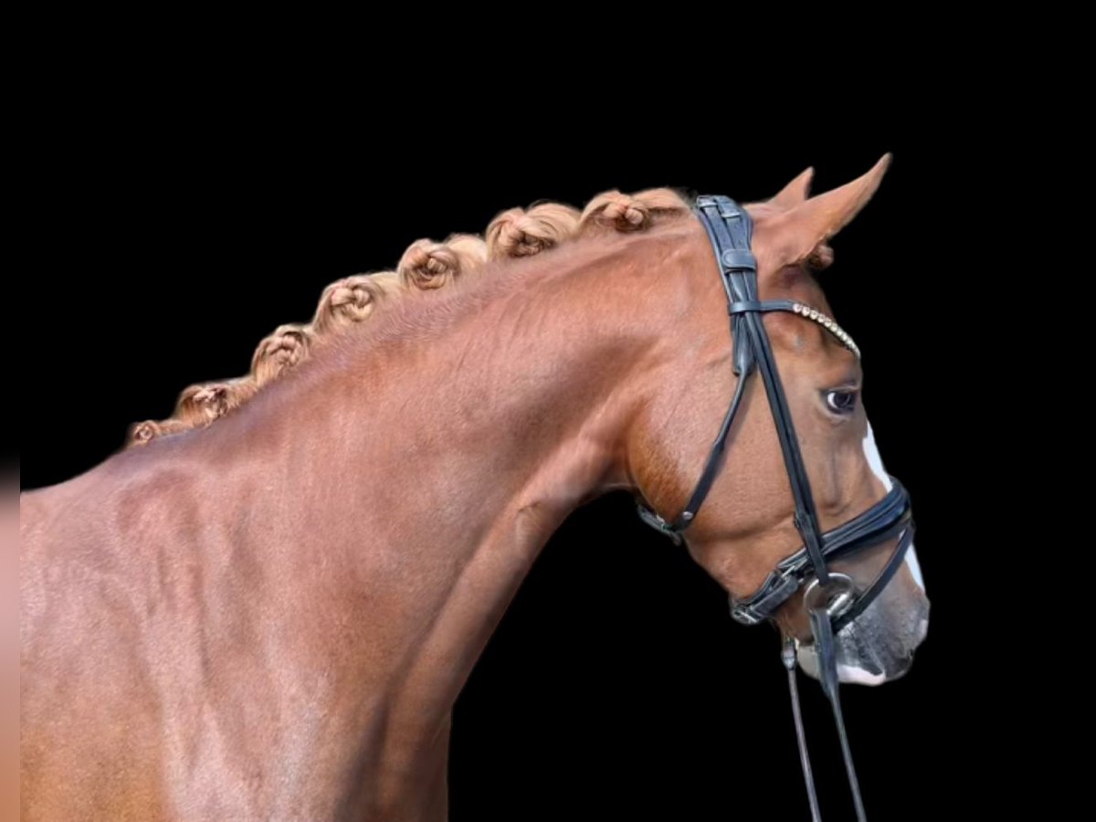 Pony tedesco Giumenta 3 Anni 144 cm Sauro in Neuenkirchen-Vörden