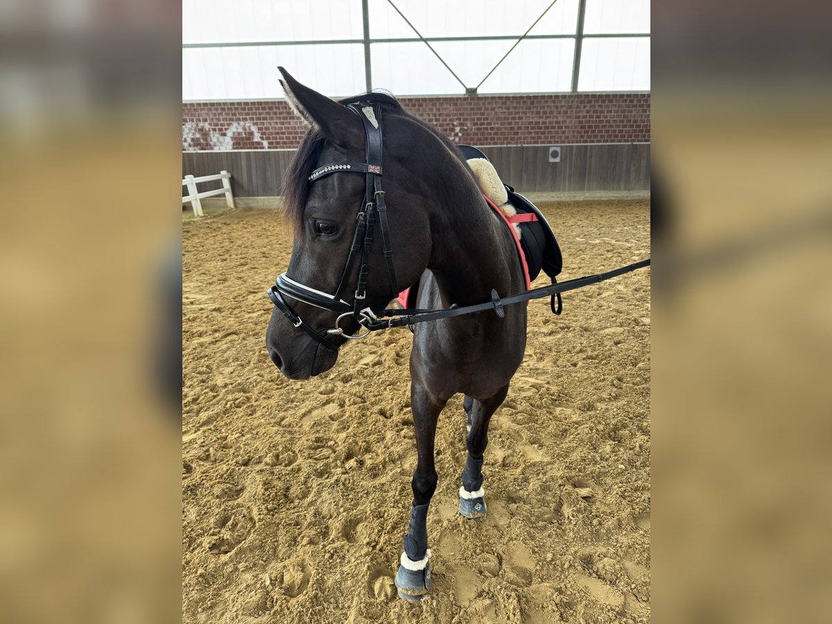 Pony tedesco Giumenta 3 Anni 145 cm Baio nero in Kerken