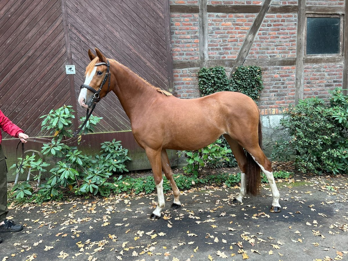 Pony tedesco Giumenta 3 Anni 145 cm Sauro in Harsewinkel