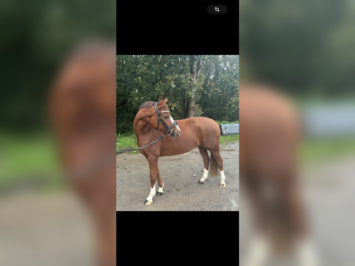 Pony tedesco Giumenta 3 Anni 146 cm Sauro in Wetter (Ruhr)Wetter