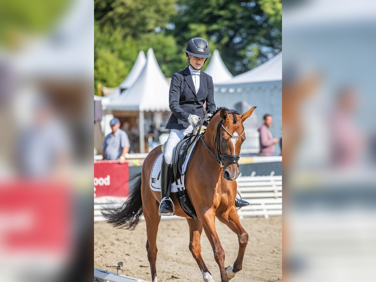 Pony tedesco Giumenta 3 Anni 147 cm Baio in Cappeln (Oldenburg)