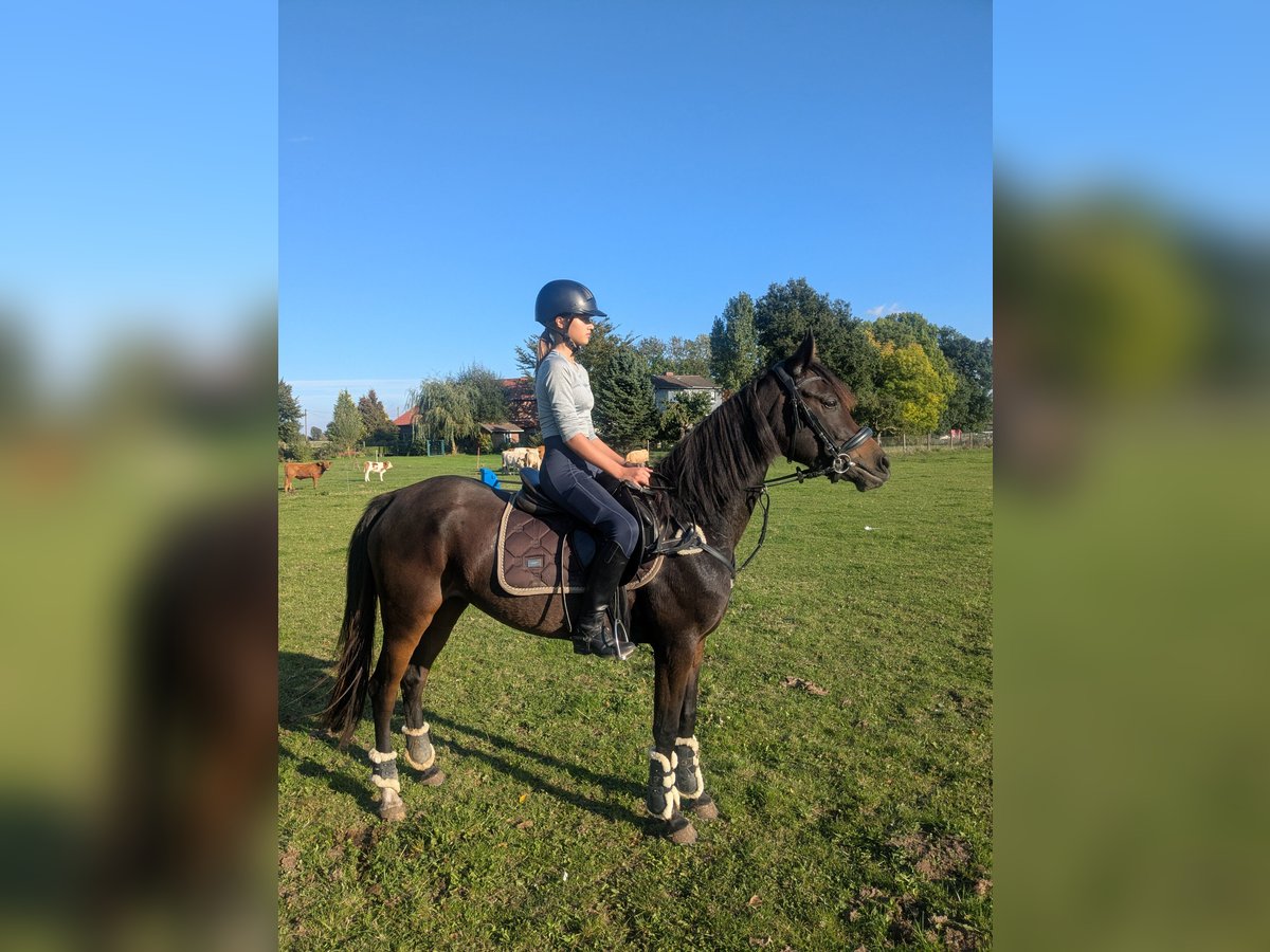 Pony tedesco Mix Giumenta 3 Anni 148 cm Baio scuro in Ferna