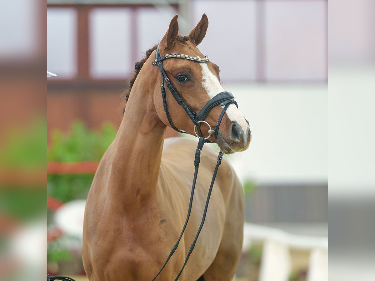 Pony tedesco Giumenta 3 Anni Sauro in Münster-Handorf